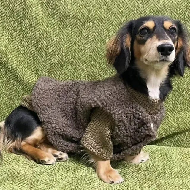 Hundepullover 3