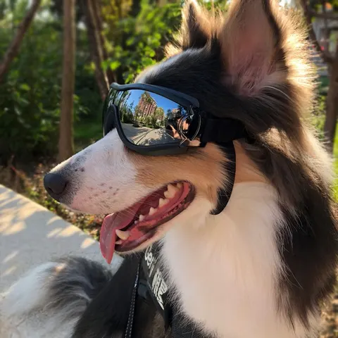 Hunde-Sonnenbrille