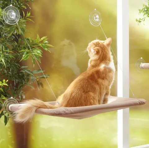 Katzen-Fensterliege