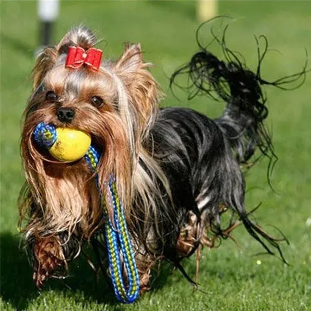 Gummi-Kauball für Hunde 3