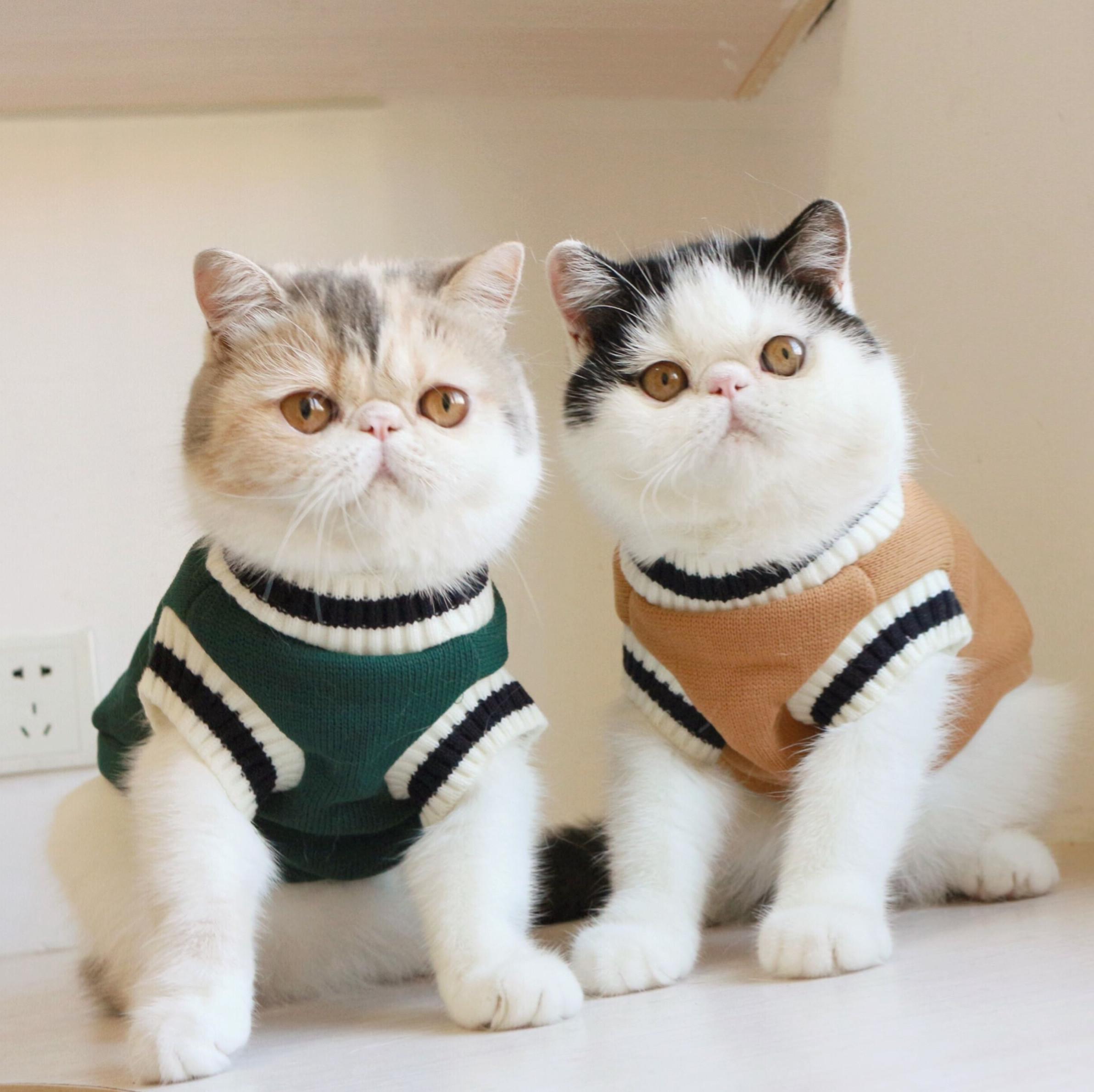 Katzenpullover