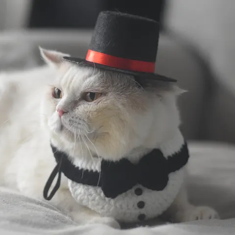 Katzenmütze