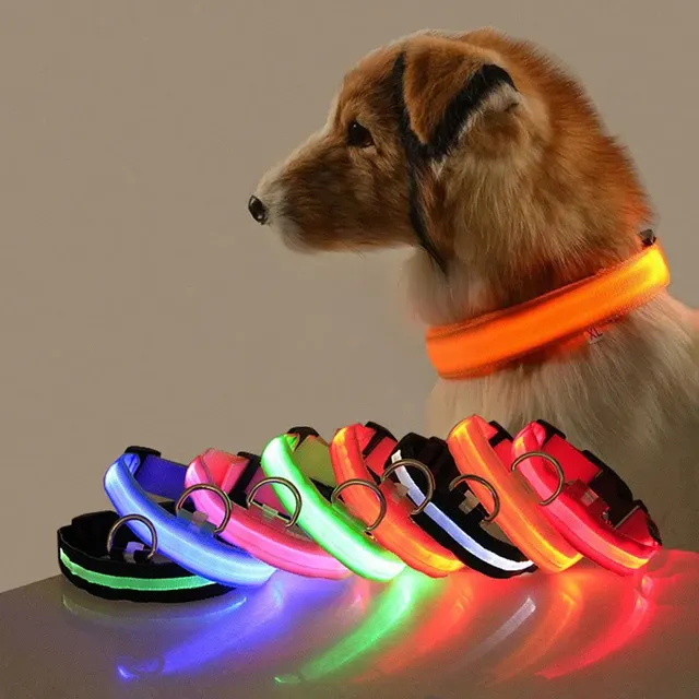 LED-Hundehalsband 2