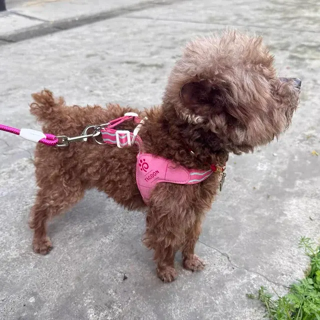 Netz-Hundegeschirr 4