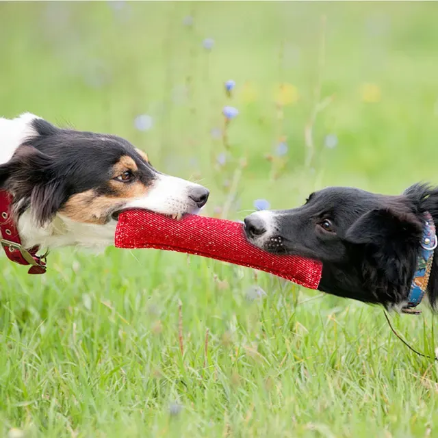 Hunde-Trainingsstick 4