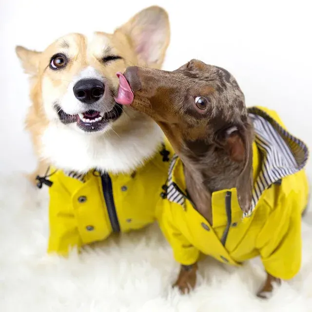 Hunde-Regenmantel 1