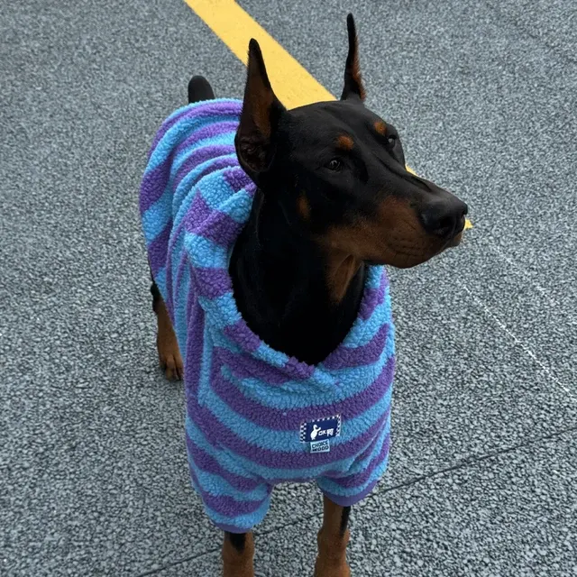 Hunde-Kapuzenpullover 2